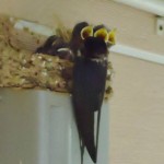 DSC05960