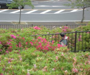 つつじ見学ｉｎ稲佐山～すまいるはぁと～