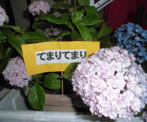 すまいるはぁと紫陽花まつり～すまいるはぁと～