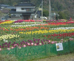 チューリップ見学～すまいるはぁと～