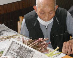 今年も春の風物詩～つわむき