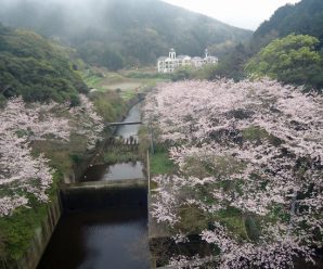 陽だまりのちょっとお花見～