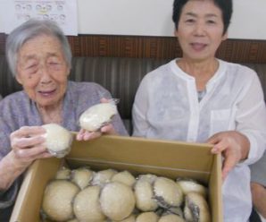 おまんじゅうパックン～なごみ