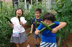 きゅうりの収穫🥒スマイルキッズ