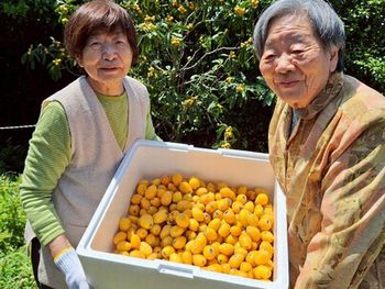 琵琶の収穫🥭たかのしの杜