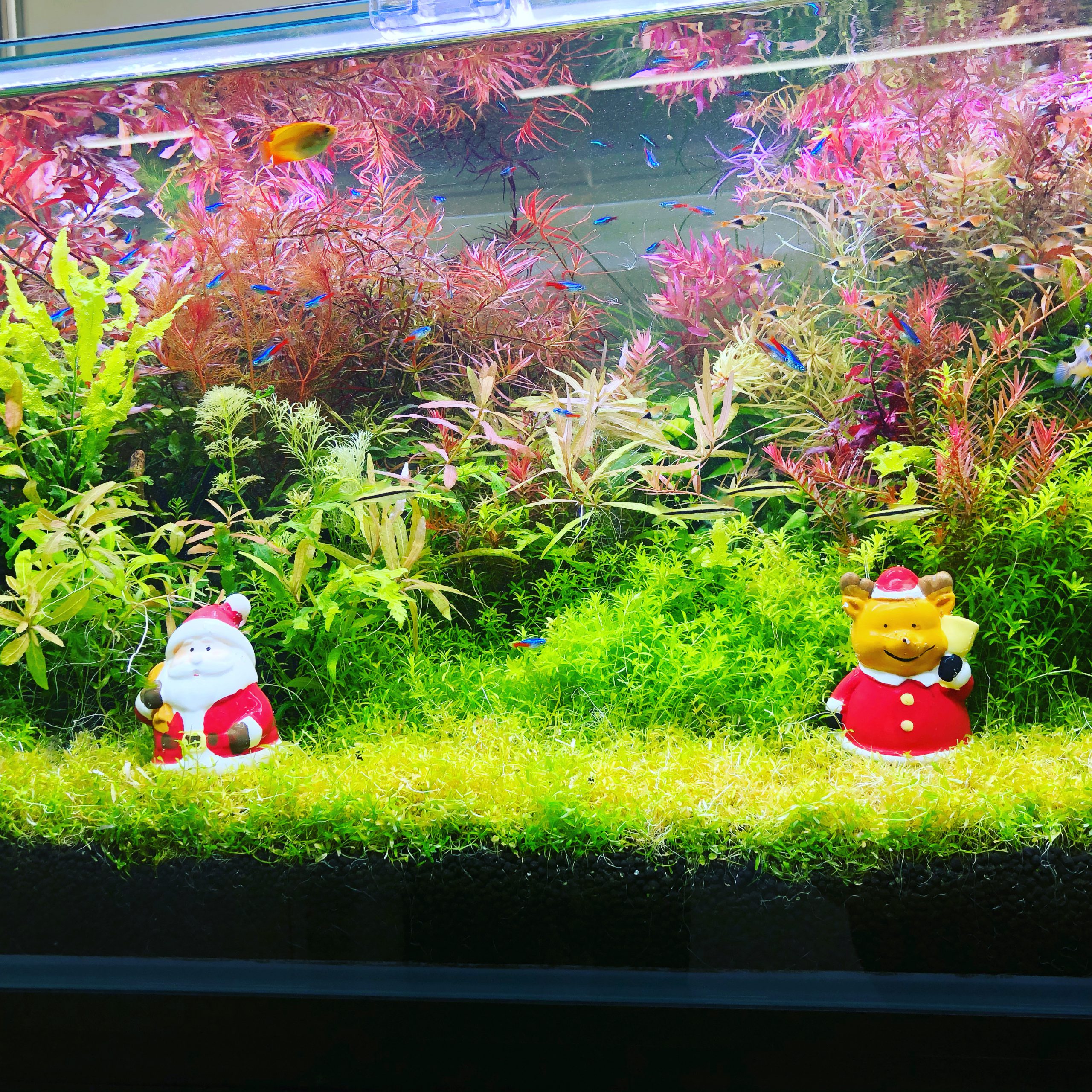 おさかなとクリスマスコラボ🐠🎄～長崎総務課～