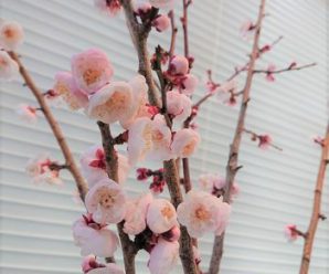 梅の花🌸／上五島総務課