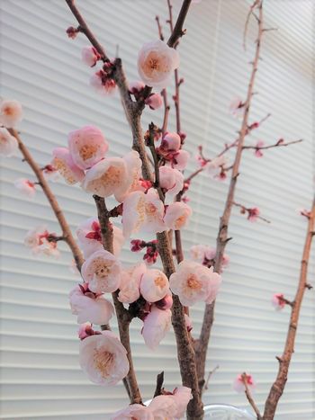 梅の花🌸／上五島総務課