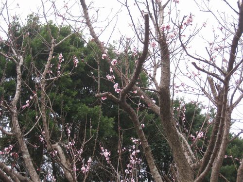 あんずの花🌸上五島総務課