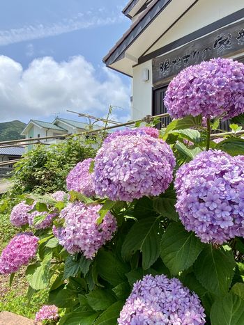 あじさい🏵上五島総務課