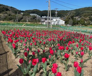 春の訪れ🌷～長崎総務課～